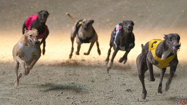 cá cược đua chó dafabet